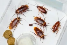 Gandacul de bucatarie