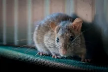 Cum pot sa stiu daca am rozatoare in casa mea?