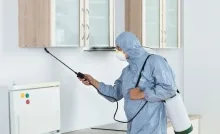 Deratizare Dezinsectie Zalau IGIENA SERV