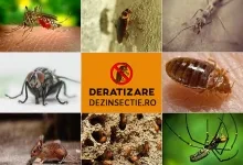 Deratizare Dezinsectie Tulcea IGIENA SERV
