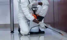 Deratizare Dezinsectie Reghin IGIENA SERV