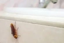 Deratizare Dezinsectie Arad IGIENA SERV