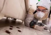 Deratizare Dezinsectie Arad IGIENA SERV