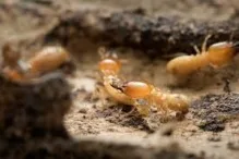 Deratizare Dezinsectie Tecuci DERATINSECT CONSTRUCT SRL