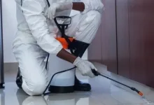 Deratizare Dezinsectie Oltenita IGIENA SERV