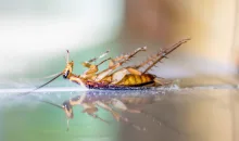 Deratizare Dezinsectie Campia Turzii IGIENA SERV