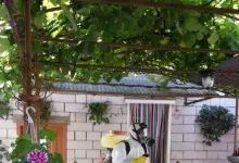 Deratizare Dezinsectie Otelu rosu  Deratizare Dezinsectie Otelu Rosu - Cristal Gesmina