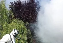 Deratizare Dezinsectie Otelu rosu  Deratizare Dezinsectie Otelu Rosu - Cristal Gesmina