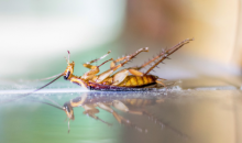 Deratizare Dezinsectie Bucuresti-Sector 6 Deratizare Dezinsectie Sector 6 - IGIENA SERV